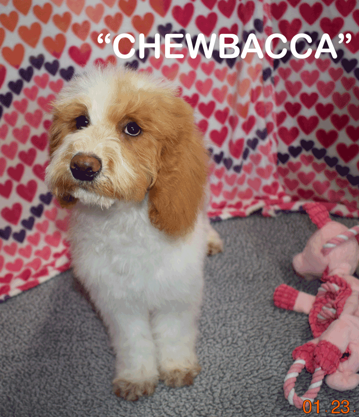 australian labradoodle